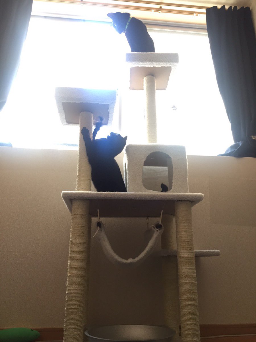 キャットタワー