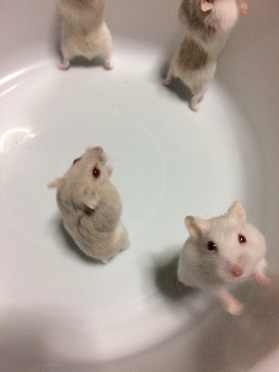 ｃｉｅｌ ａｌｅｎｃｏｎ シエル 金魚の水槽の水換えが終わって ミニヨン見ながらハムちゃんの掃除してるよ ジャンガリアン ハムスター