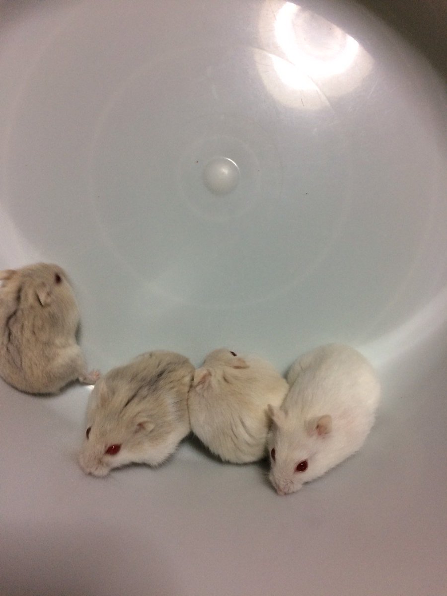 ｃｉｅｌ ａｌｅｎｃｏｎ シエル 金魚の水槽の水換えが終わって ミニヨン見ながらハムちゃんの掃除してるよ ジャンガリアン ハムスター