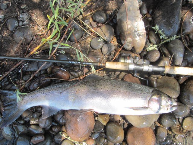 RogueGuiden's tweet photo. On the Rogue River, Oregon - Hatchery summer steelhead - Fly, bubble and spinning rod. #3000CFS #HighwaterLevels #theFishAreWhereYouFindThem https://t.co/tVeVNsD8yn