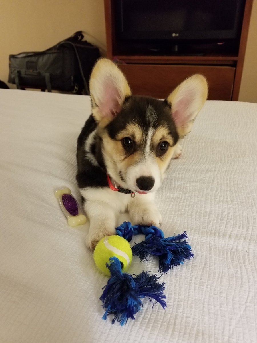 WSU_Noel_Schulz's tweet photo. So puppy gets a name - Joule, sounds like jewel. A joule is a unit of energy &amp; she is full of energy. #herparentsareengineers #GoCougs https://t.co/I5fXI0Ikvi