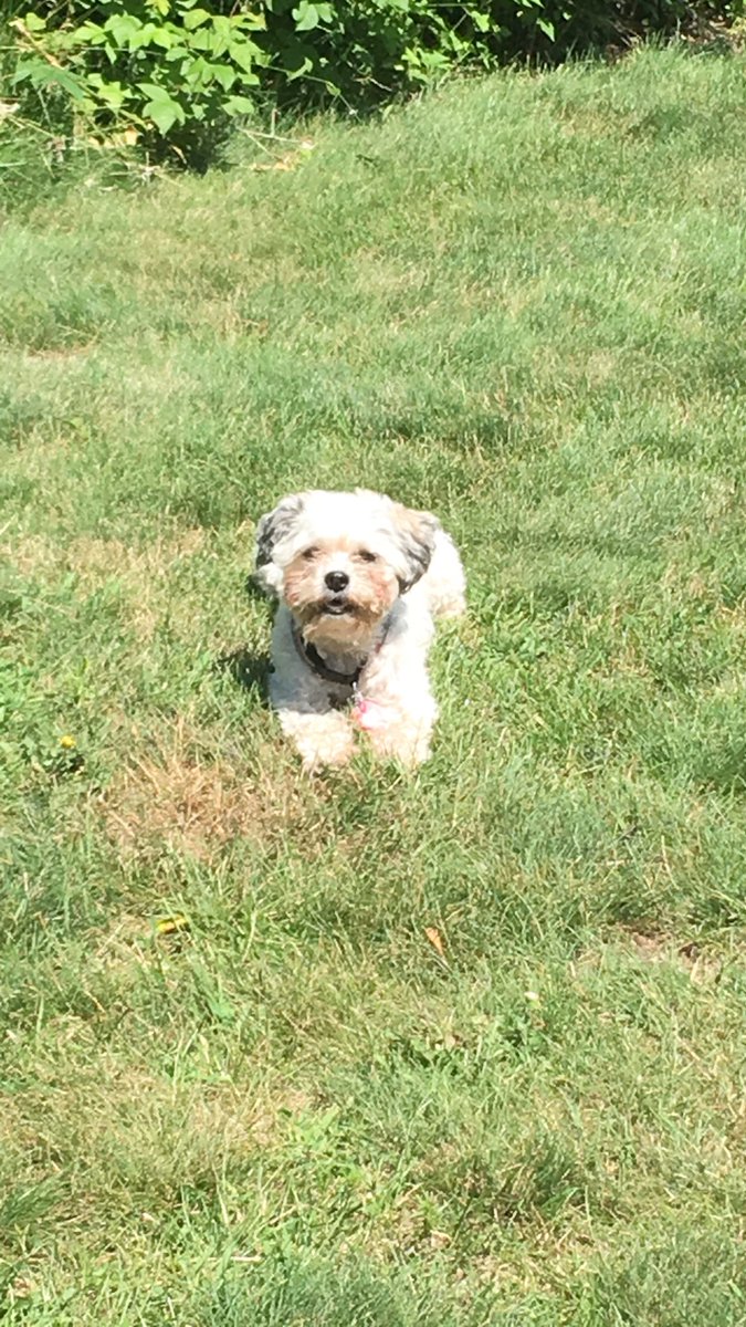 poopersbella's tweet photo. Sunbathing beauty mom said #cabin #sunbathing #dogsoftwitter #dogslife #dogsarelove #dogsarejoy #itssoniceout https://t.co/voNQ84g4W2
