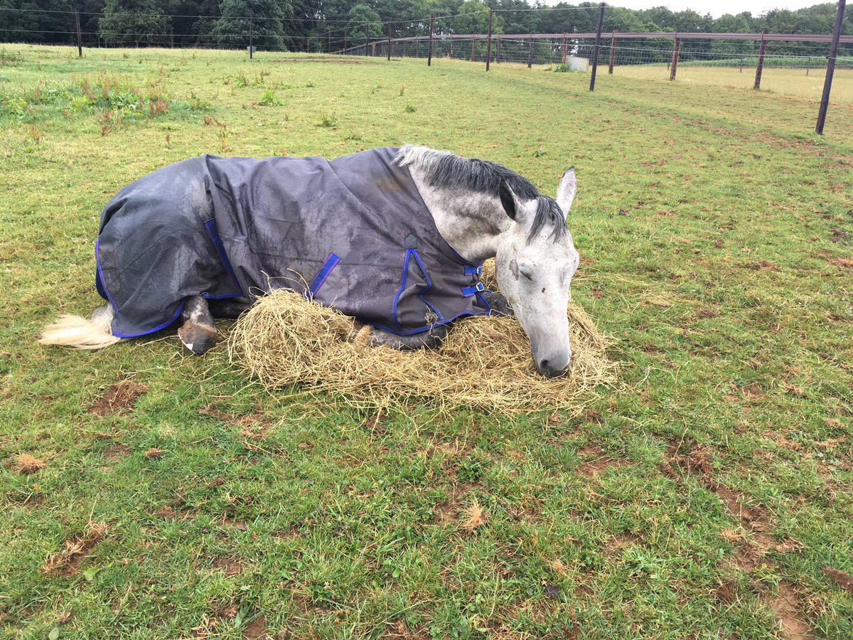 Not only does <a href="/tmhaylage/">Taylor Made Forage</a> taste good but it makes a perfect bed on a rainy day! 😳😳 #naughtydora #princessdora