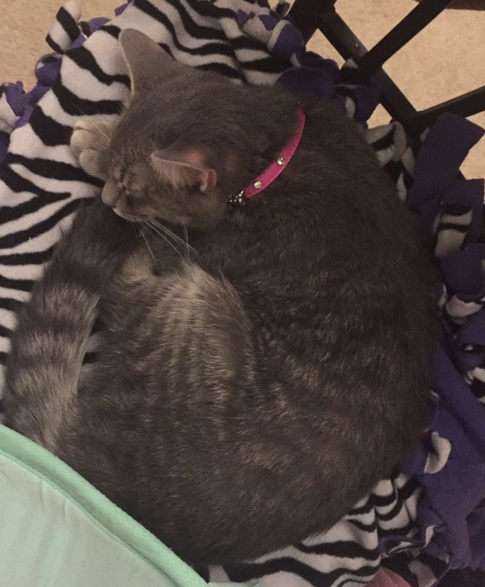 ChloeAndSammy1's tweet photo. Love to nap next to momma 😸😴🐾 #CatsOfTwitter #cats #caturday #tabby #cute #cuddly #kitty #cat #CatsCountdown https://t.co/5NiOo6lBhT