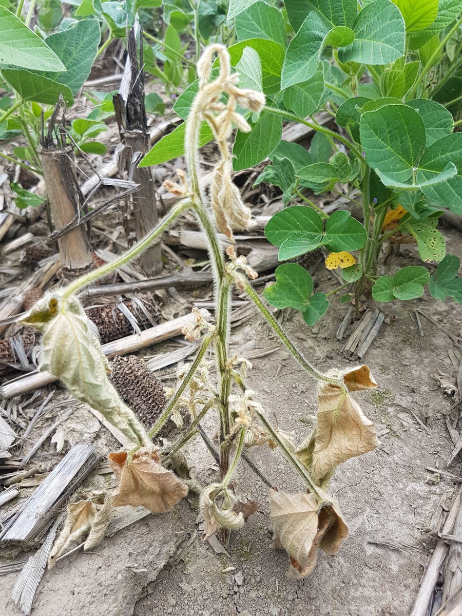 cropdoc2's tweet photo. Yellow soy patches? Could be phytophthora root rot. Symptoms of earlier infection oft appear later in develpmnt (dead or unthrifty plants) https://t.co/fk9GAkhhE3