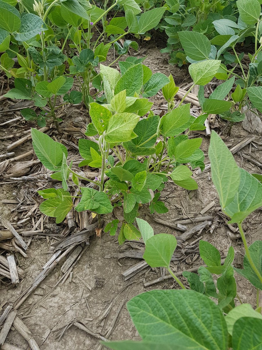 cropdoc2's tweet photo. Yellow soy patches? Could be phytophthora root rot. Symptoms of earlier infection oft appear later in develpmnt (dead or unthrifty plants) https://t.co/fk9GAkhhE3