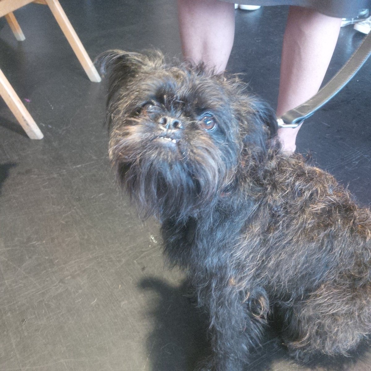 Lovely time woofing with friends at <a href="/PLANPOOCH/">PLAN POOCH</a> #LaunchPawty today <a href="/acehotel/">Ace Hotel</a>! <a href="/BasilBarkarama/">Basil Barkarama</a> <a href="/GrowlmamaLondon/">Growlmama</a>