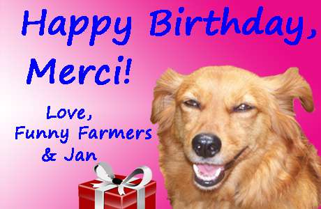 Happy 16th birthday/gotcha day, Merci!  So glad you are still with us. jansfunnyfarm.blogspot.com/2017/07/merci-…