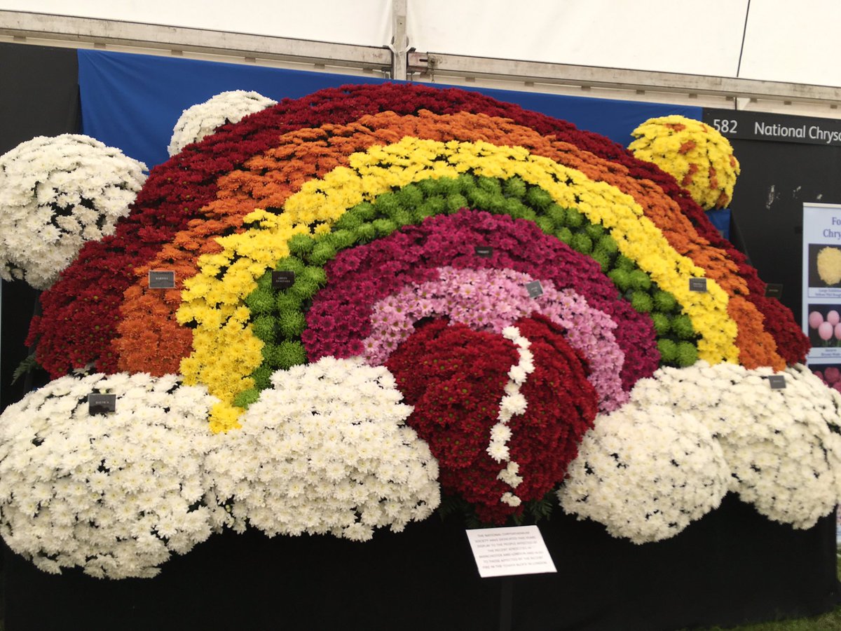 #chrysanthemums #RHSTatton i love chrysanths!