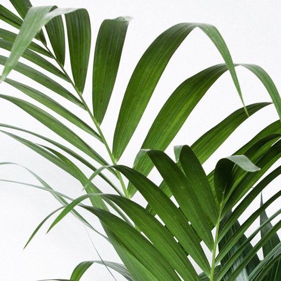 Tradlands's tweet photo. Seeking inspiration in everything we see, touch, and feel. 🌿 #seekingsimplicity #inspiretocreate https://t.co/5IVjPHTag3