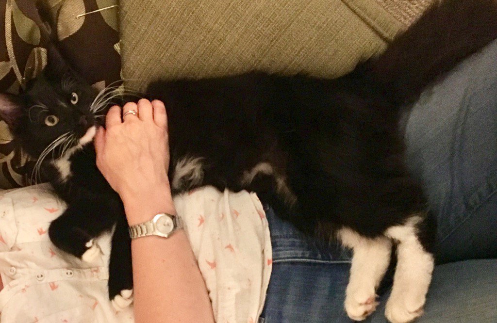 RevGrahamHunter's tweet photo. #Hoxton - this is Finn - he's 8 months old &amp; missing since Thursday - pls help us find him!! @welovehoxton Pls Rt https://t.co/7ec6WywVrO
