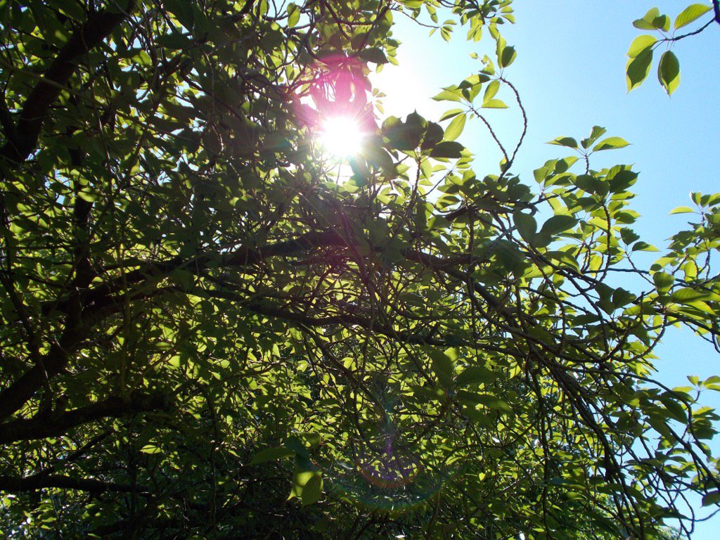 Sun stream through the trees by Stephen Ellis
#ArtInCrisis #WhatIf #Photography #EndHomelessness <a href="/crisis_uk/">Crisis</a>