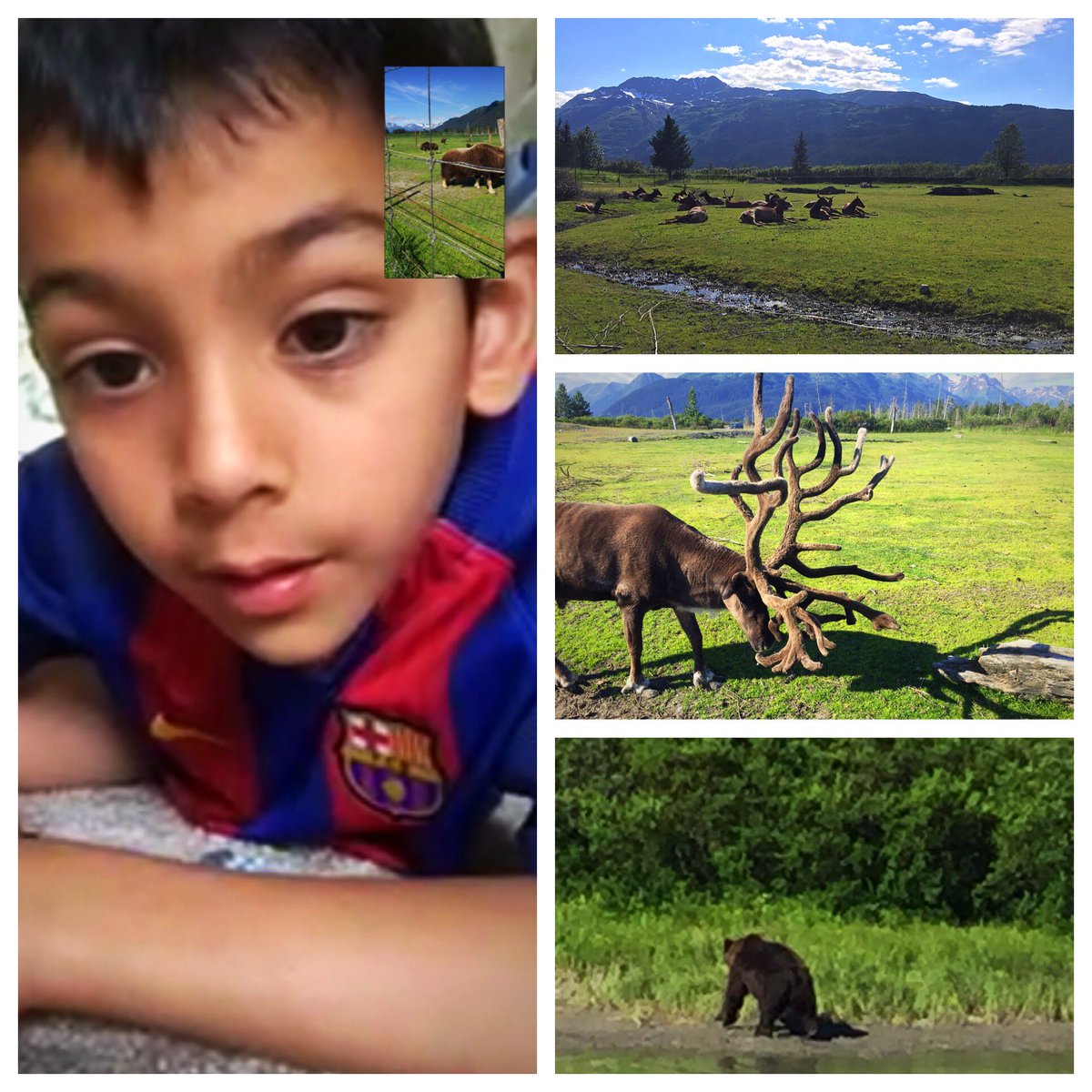 oms604's tweet photo. Great morning meeting some locals @akwildlife &amp; managed to patch in one of the bigger animal buffs I know on FaceTime!👌🏽#Alaska 🐻🌲#Eventcorp https://t.co/UBxv7eoGxh