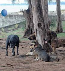 CAUSE ANIMALE NORD tweet media