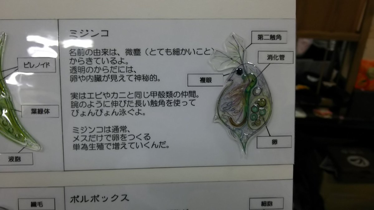 エノキタケ Su Twitter 魅惑の微生物様のミジンコリング イラストの再現率に透明感に繊細な大きさに惹かれました どの子も色彩や表情が異なり ブースで長考してしまい申し訳ありませんでした ガクタメの展示も魅力的でした 凹凸に透明感にプランクトンのテイストを