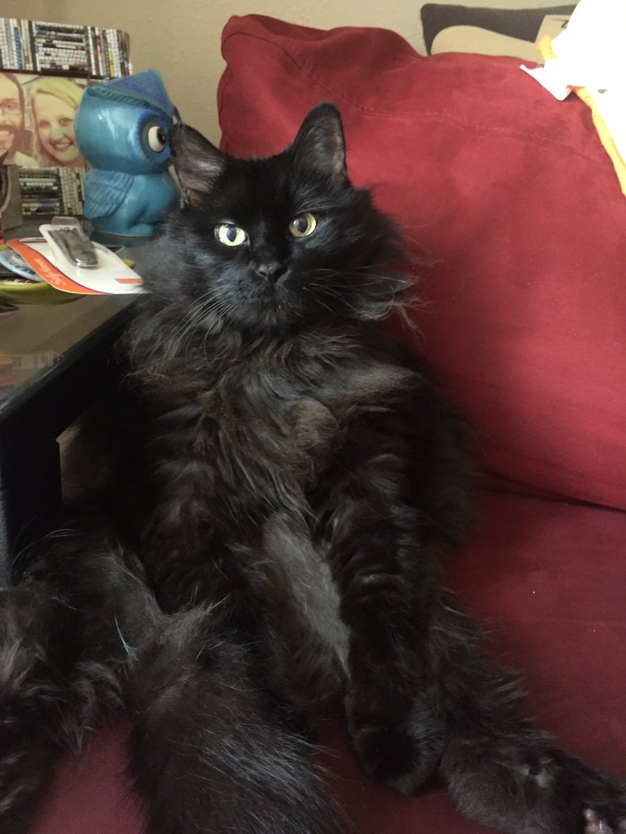 eerie_feelin's tweet photo. This is Darwin. He thinks he's people #CatsOfTwitter #cat #funkykitty #sitslikeaman https://t.co/MLdvbb7hwD