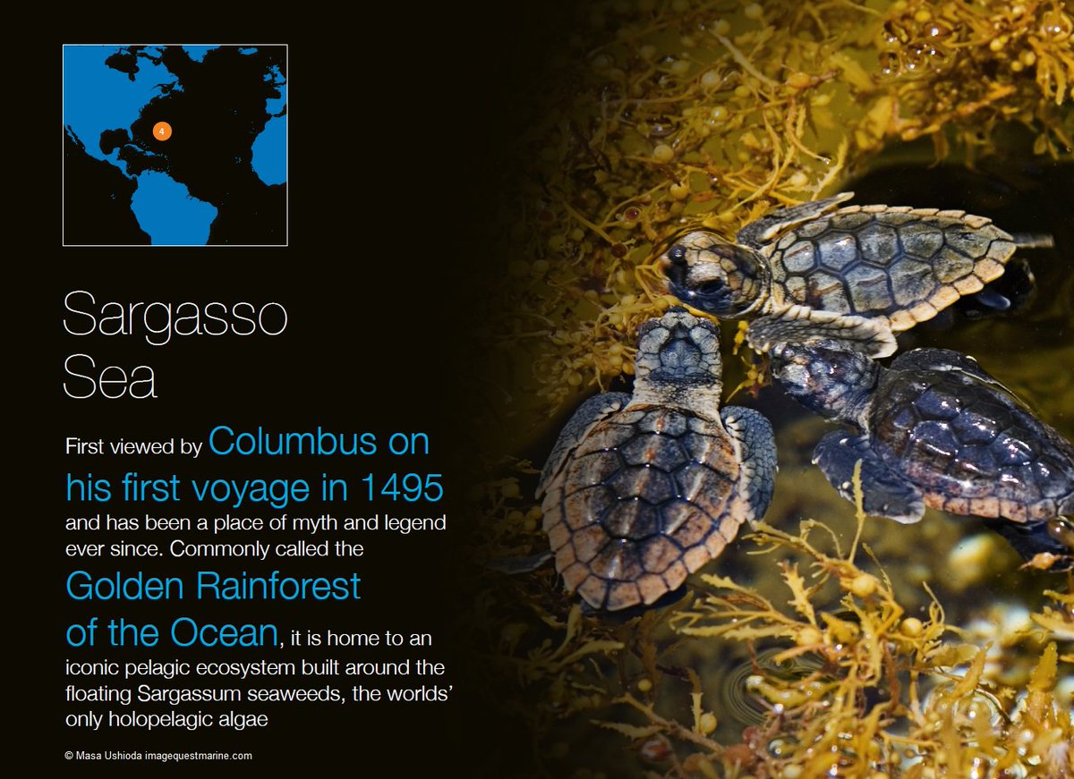 Fdouvere's tweet photo. Ocean treasures #HighSeas science suggest have possible #WorldHeritage value. #PrepCom4 #BBNJ https://t.co/4r6l44RnAk https://t.co/a6t6h05BVM