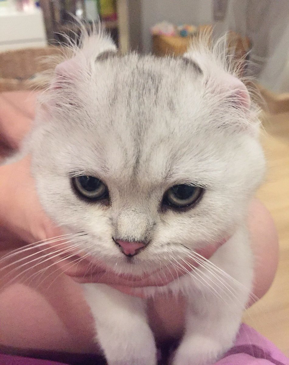 Bonusiie's tweet photo. แปลงร่างเป็น American curl 😂 https://t.co/JA7s0cvgtR