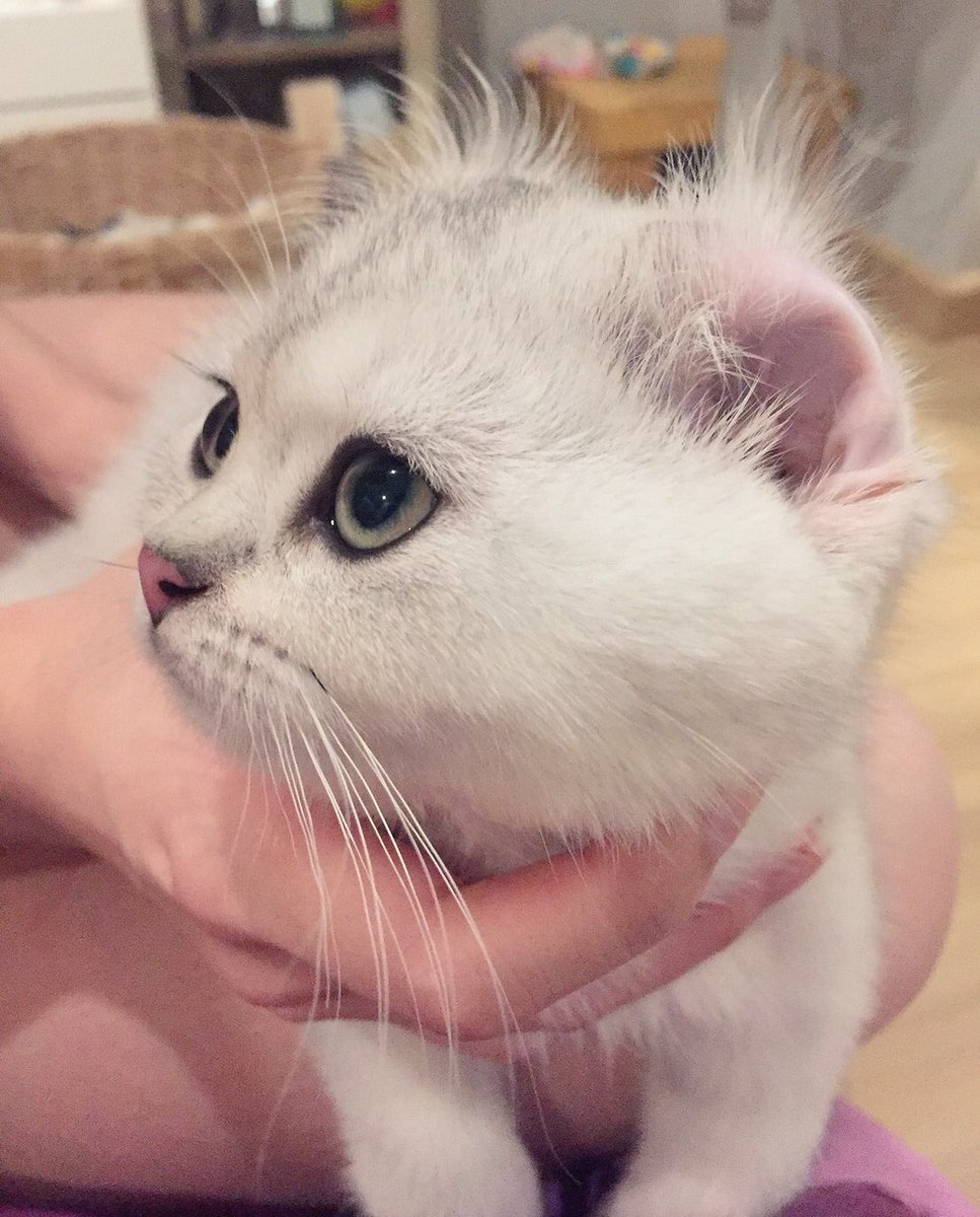 Bonusiie's tweet photo. แปลงร่างเป็น American curl 😂 https://t.co/JA7s0cvgtR