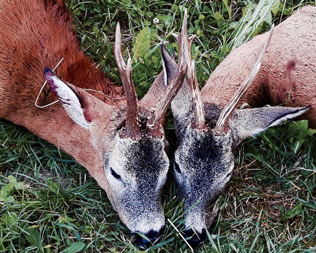 Waffenland_tv's tweet photo. My buttolo call did a good job ..😎🐍 #browningmaral #steineroptik #bockjagd2017 #fieldsports #deerstalking #roebuckseason2017 #huntsonfilm https://t.co/v1Vgf7J7Io