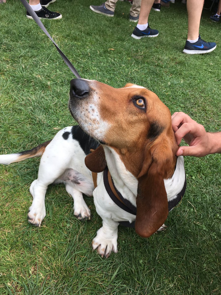 DublinMaker's tweet photo. Boswald #DublinMaker #DogsofDublinMaker https://t.co/yIdYrMs803