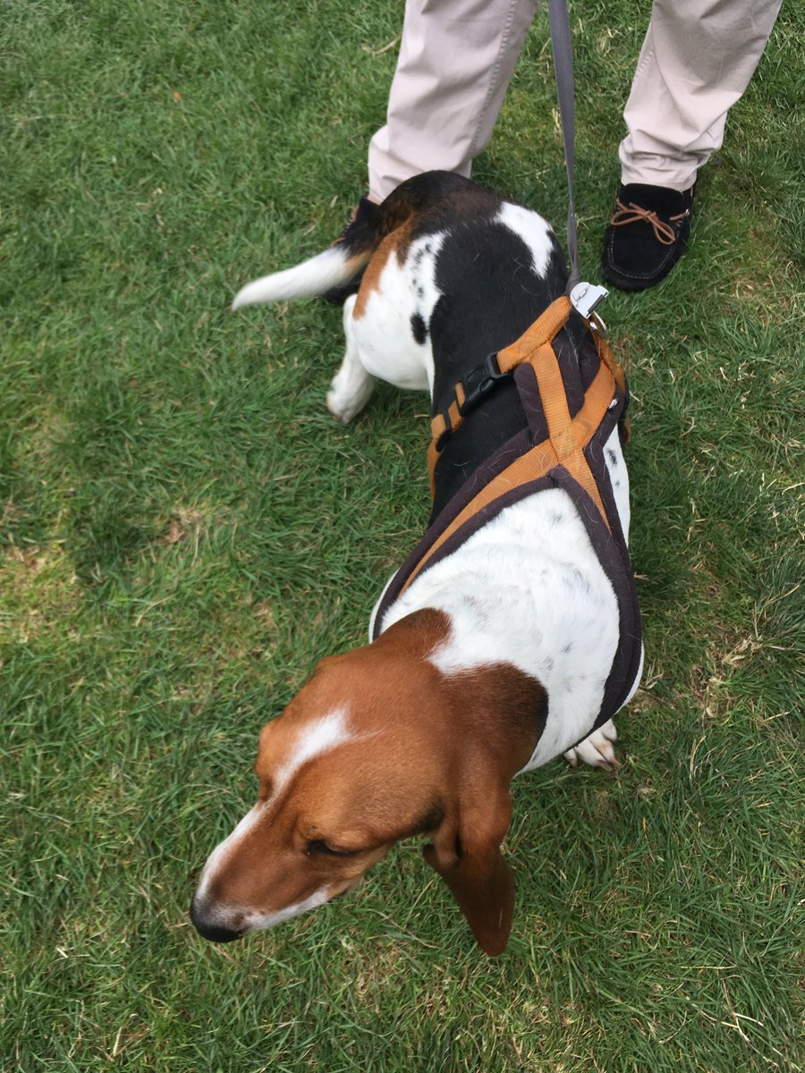 DublinMaker's tweet photo. Boswald #DublinMaker #DogsofDublinMaker https://t.co/yIdYrMs803