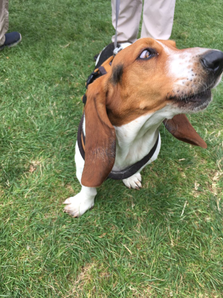 DublinMaker's tweet photo. Boswald #DublinMaker #DogsofDublinMaker https://t.co/yIdYrMs803