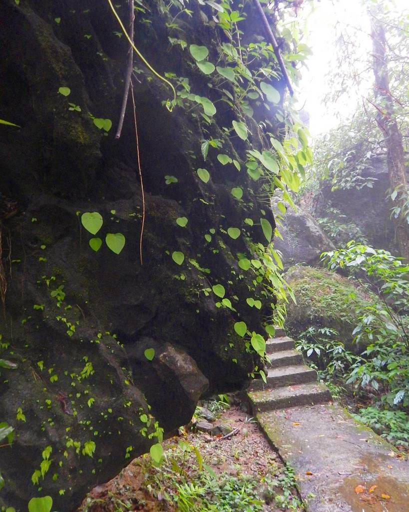 BeansofJo's tweet photo. Simple things with simple beauty. Nature.. #nature #photography #naturephotography #leaves #travel #trip #vacation #beauty #naturelovers #i… https://t.co/lqyuoY51Cx