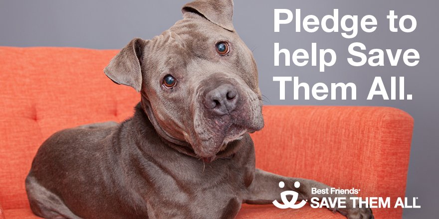 bestfriends's tweet photo. Join us to end the killing in America's shelters. Make the pledge to #SaveThemAll by 2025: https://t.co/BsjSrz4HYx https://t.co/cruKYbyxVW