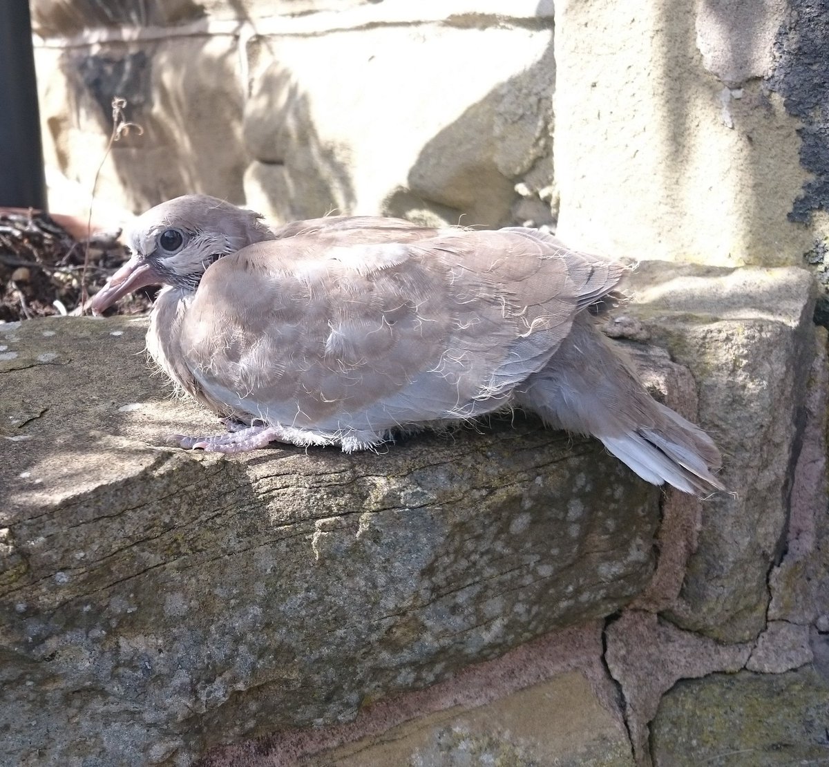 Claire_Turnip's tweet photo. A surprise small visitor today taking in the rays 😀. #collarddove #fledgling https://t.co/yKkCq6fOHi
