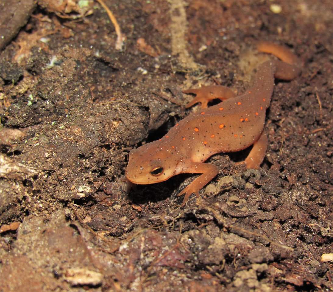 A_RazzBerry's tweet photo. One of my favorite little #salamanders , probably because I could find the little orange babes all over PA. #newt https://t.co/nT1dDvqbXm