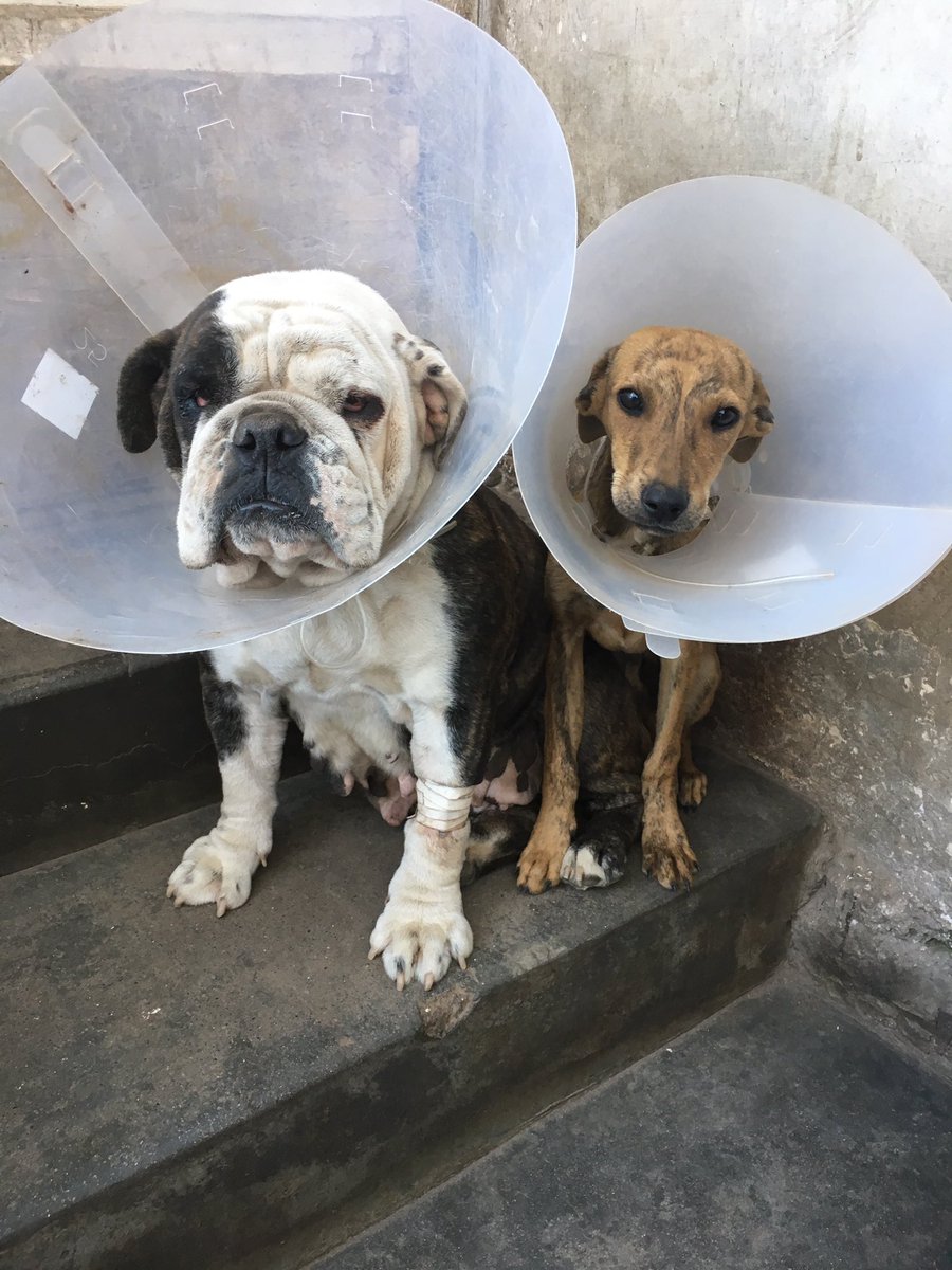 FondoAnimal's tweet photo. Esto va para ustedes pequeñitos rescatados en recuperación @AVAstudillo @ParolerosEC https://t.co/Gn74QN6YMB
