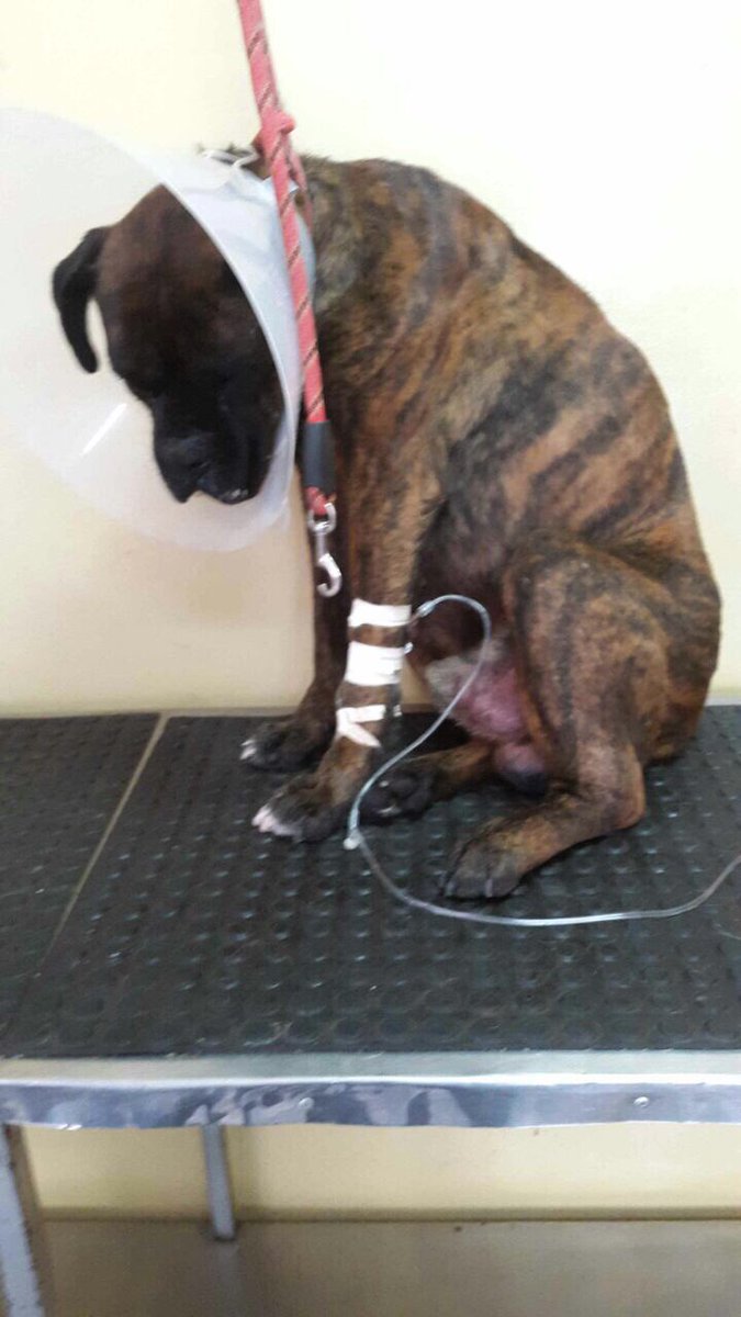 FondoAnimal's tweet photo. Esto va para ustedes pequeñitos rescatados en recuperación @AVAstudillo @ParolerosEC https://t.co/Gn74QN6YMB