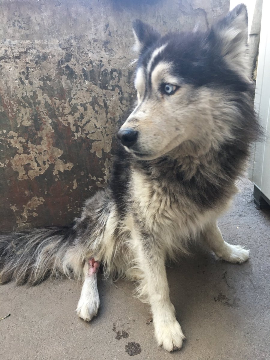 FondoAnimal's tweet photo. Esto va para ustedes pequeñitos rescatados en recuperación @AVAstudillo @ParolerosEC https://t.co/Gn74QN6YMB