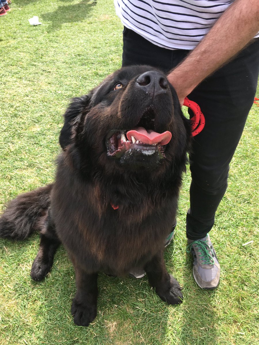 DublinMaker's tweet photo. Hector the Newfoundland #DublinMaker #DogsofDublinMaker https://t.co/41kckMJCib