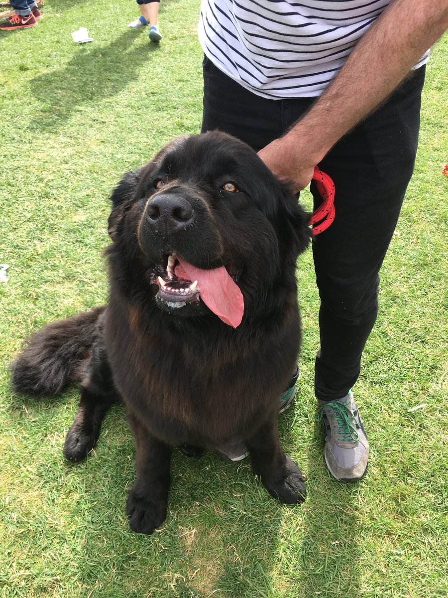 DublinMaker's tweet photo. Hector the Newfoundland #DublinMaker #DogsofDublinMaker https://t.co/41kckMJCib