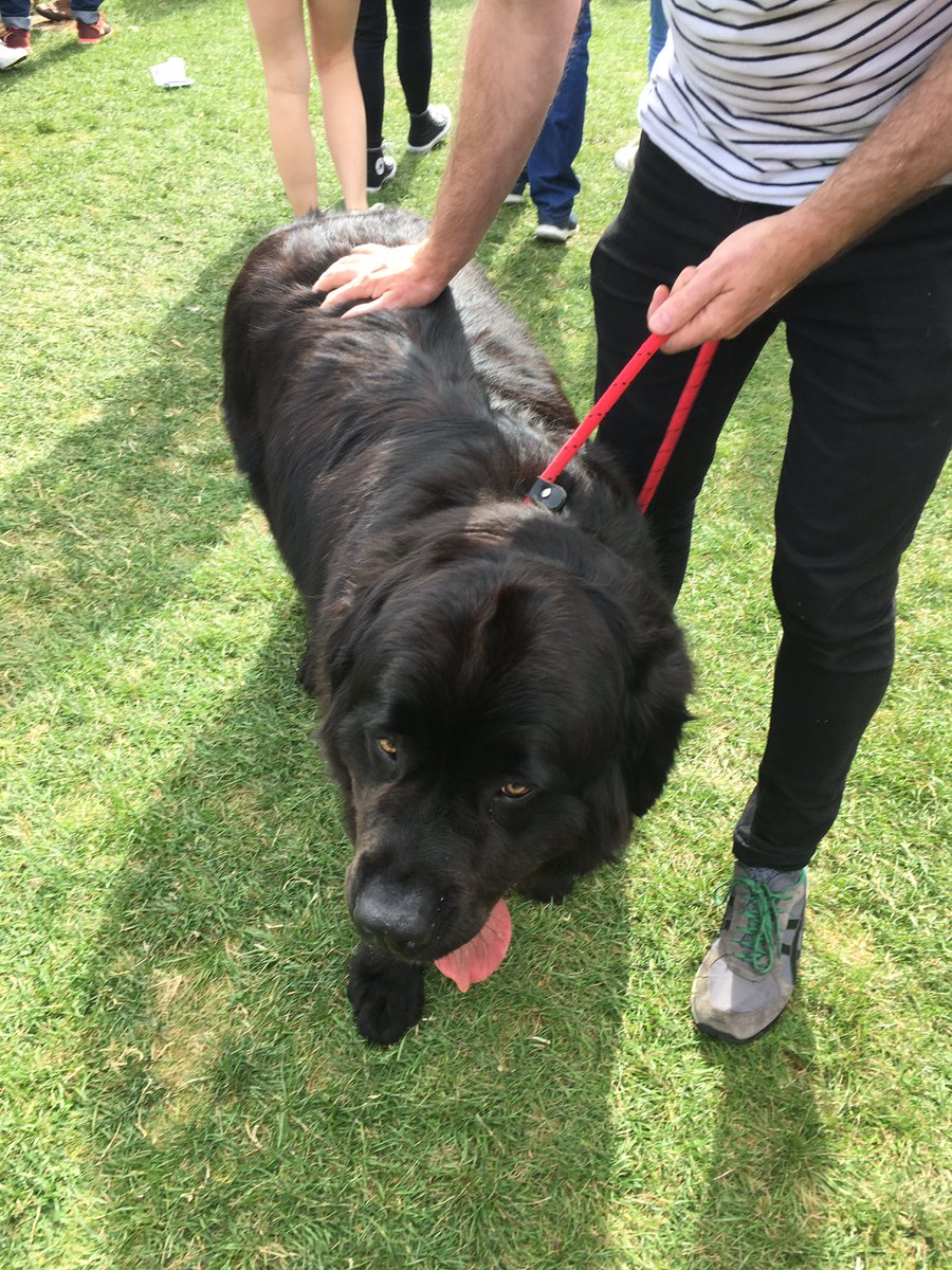 DublinMaker's tweet photo. Hector the Newfoundland #DublinMaker #DogsofDublinMaker https://t.co/41kckMJCib