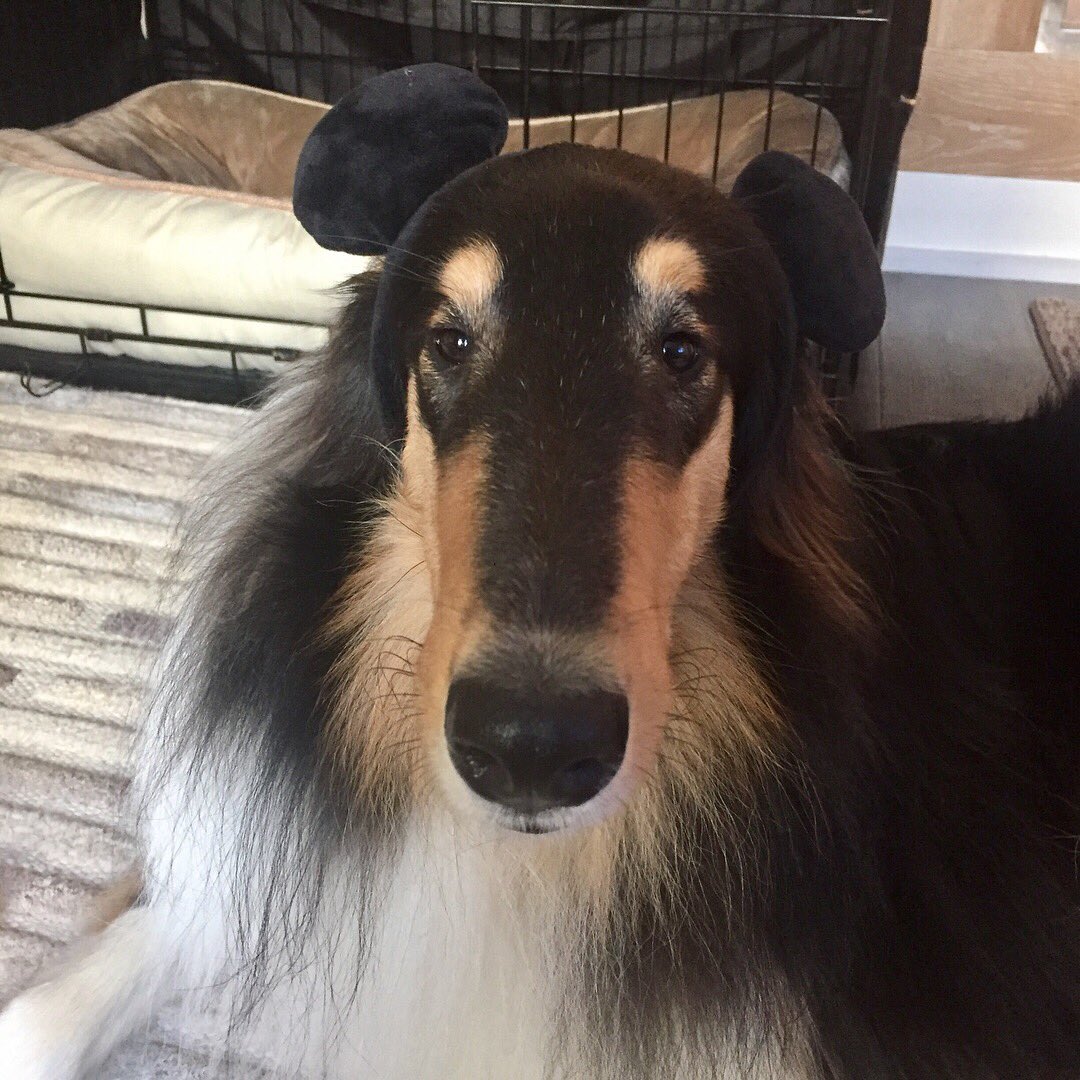 loganthecollie's tweet photo. Mommy went to #Disneyland and brought me #mouseears and I just don't know about this you guys. @darth @dog_rates https://t.co/s6emd5ddyM