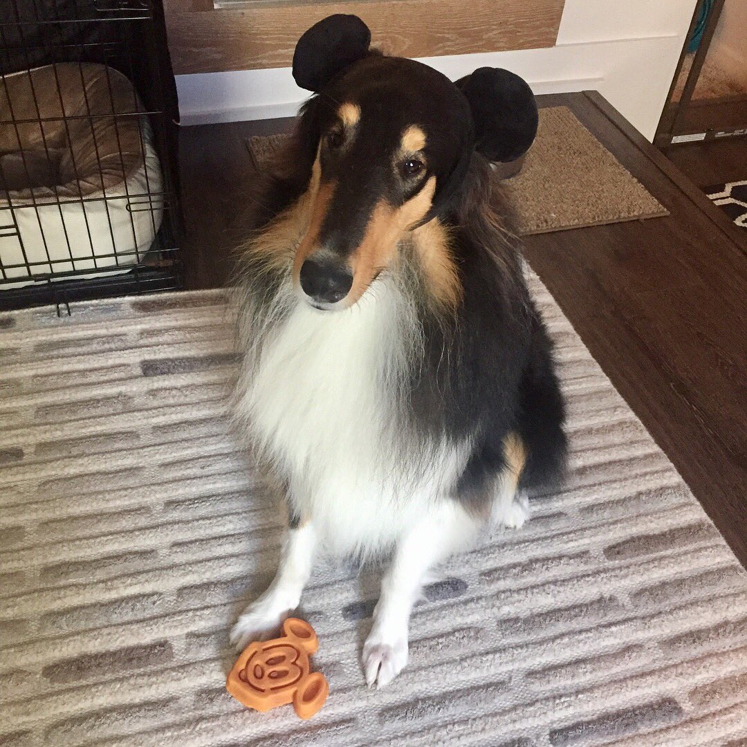 loganthecollie's tweet photo. Mommy went to #Disneyland and brought me #mouseears and I just don't know about this you guys. @darth @dog_rates https://t.co/s6emd5ddyM