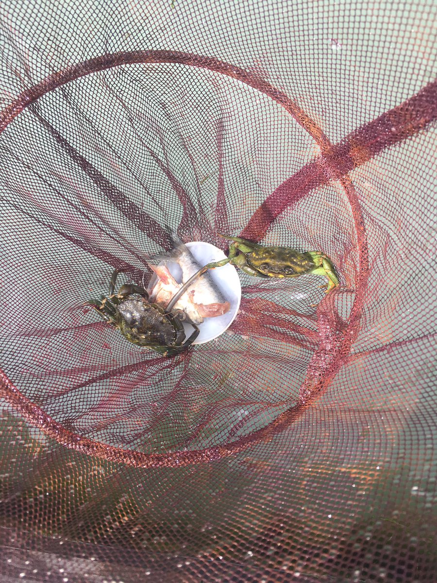 #crabwatch begins at Dale Fort! @FSCDaleFort <a href="/thembauk/">MBA - Marine Biological Association</a>