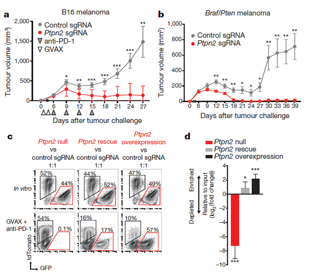 NaturePortfolio's tweet photo. In vivo CRISPR screening identifies Ptpn2 as a potential cancer immunotherapy target https://t.co/bui3o1TCE1 https://t.co/gQIIjenOr5