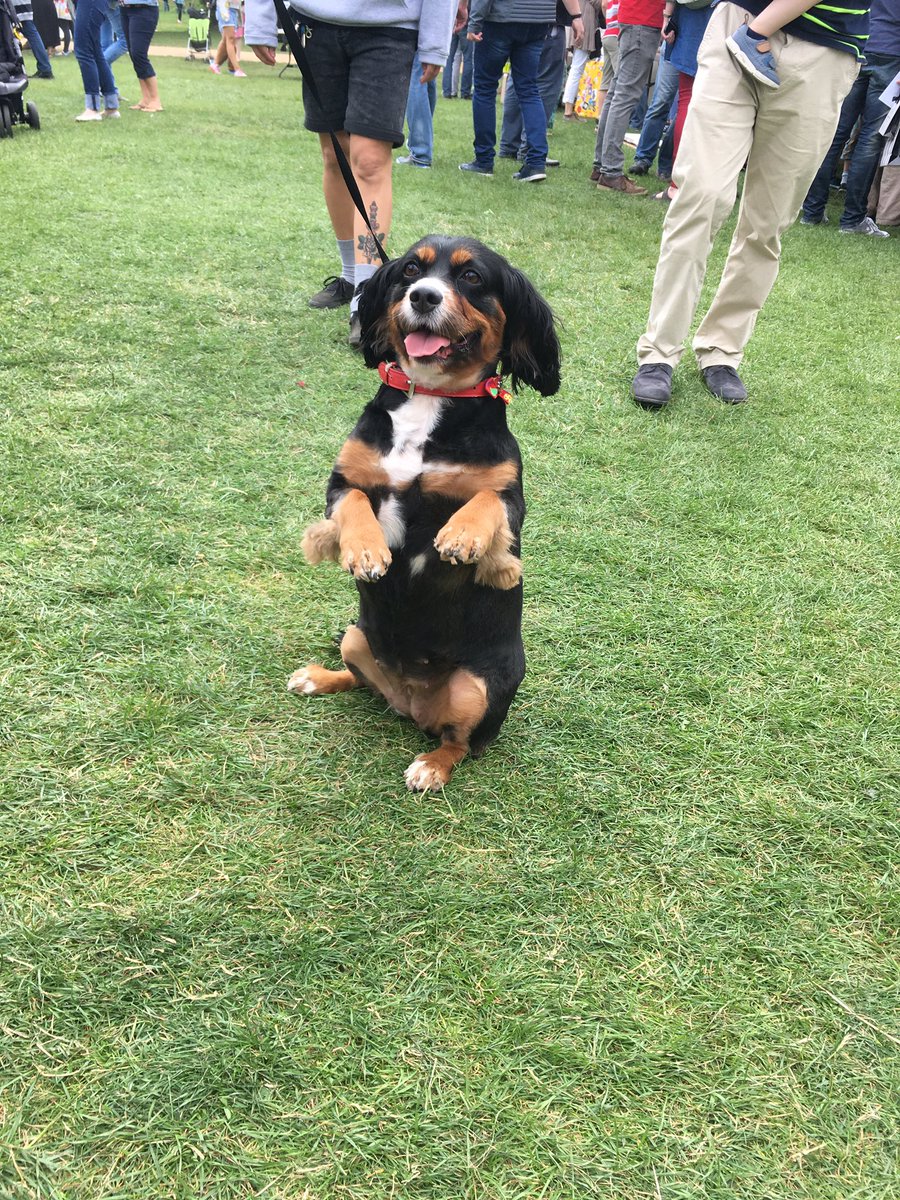 DublinMaker's tweet photo. Lady with her party trick of meerkat #DublinMaker #DogsofDublinMaker https://t.co/fcLdunpNin