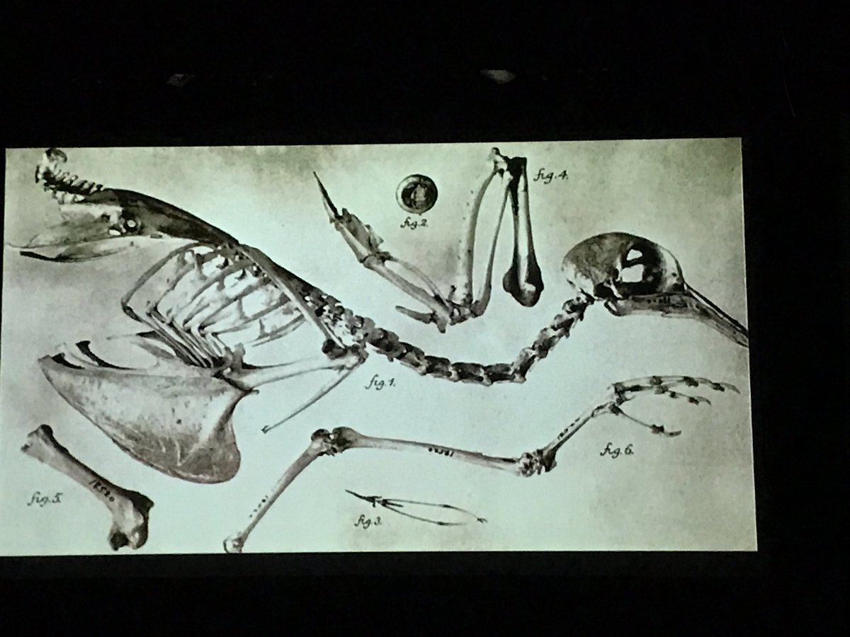 hkoenitz's tweet photo. #elo17 #elo2017 great film from @scottrettberg &amp; Roderick Coover  featuring a remote island, a drone pilot, an ornithologist and a goddess https://t.co/WR7IhvIeKR