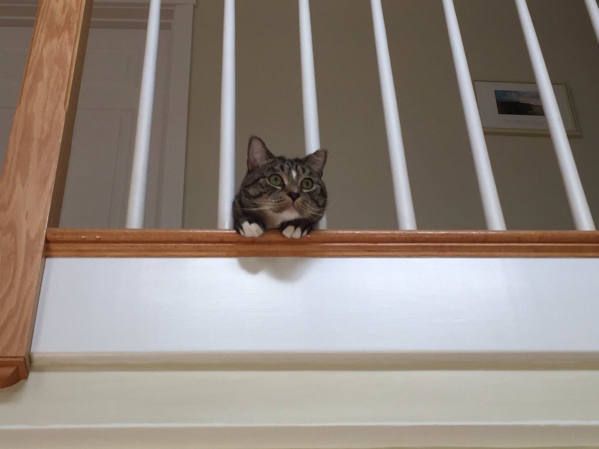 mittpics's tweet photo. I'm on the lookout https://t.co/7gs4FxPhK7