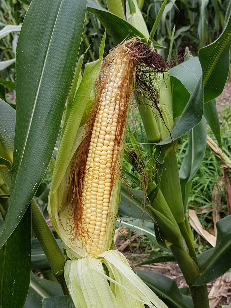 remy67600's tweet photo. Les grains maïs  en plein remplissage. ... 15 jours d avance..... https://t.co/nduIwyU8rm