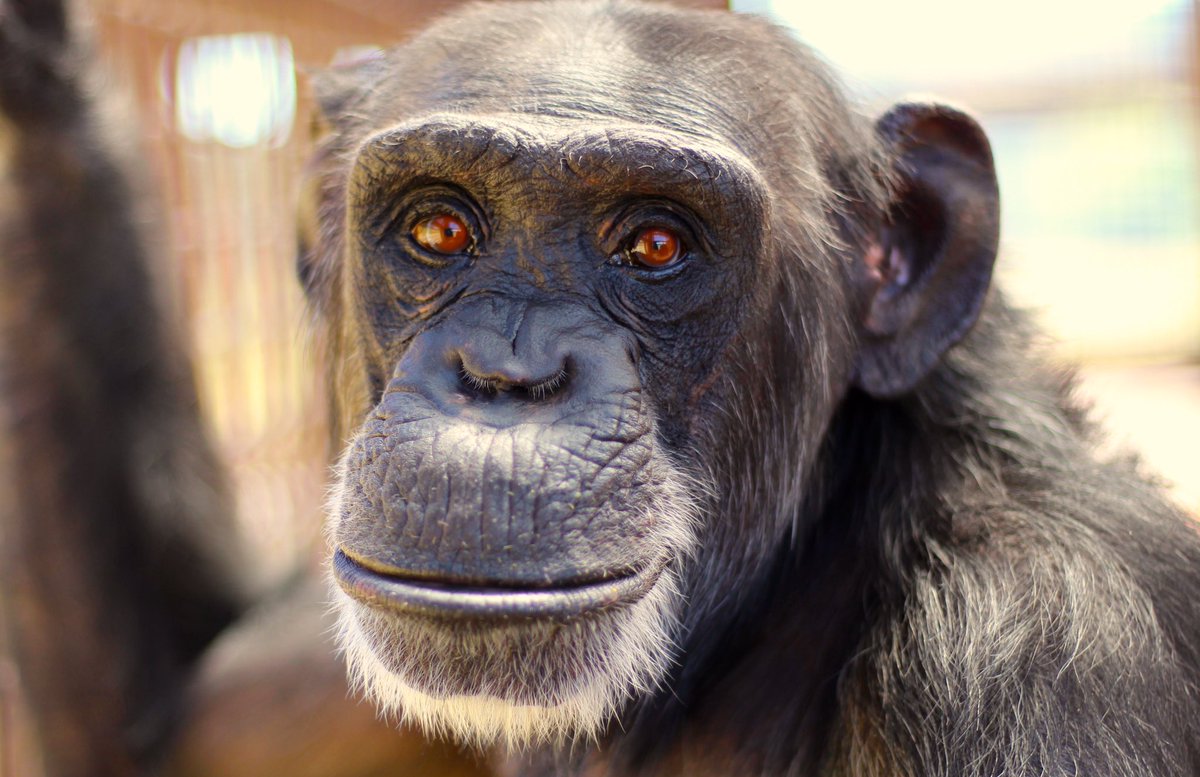 ChimpSanctuary's tweet photo. Foxie and her bright eyes! #chimp #chimpanzee #beautiful #eyes #sanctuary #cleelum #csnw https://t.co/NCqTrbjAsS