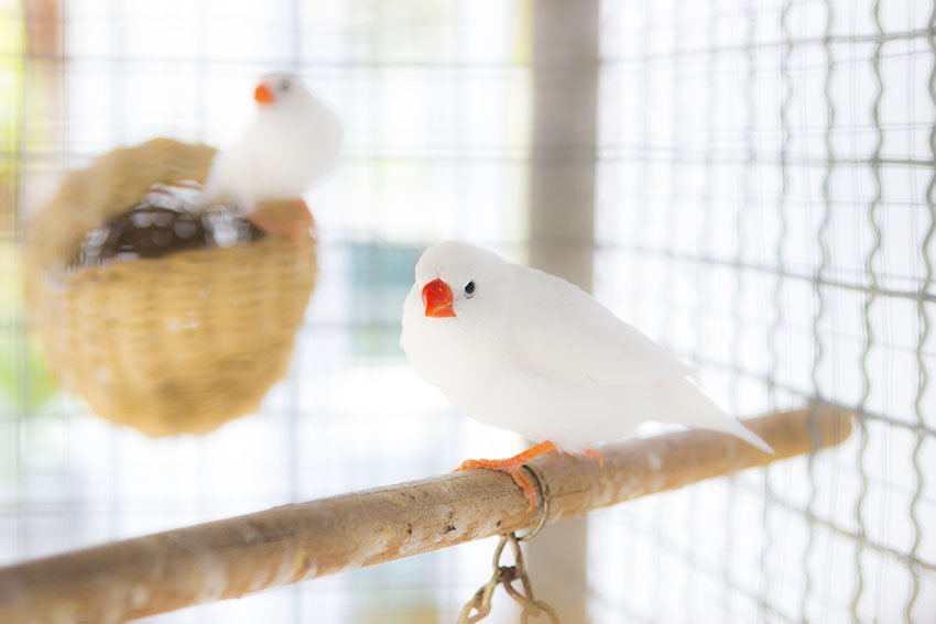NIZAM_MARIA's tweet photo. #finches #birds #whiteparty #cage39 #ZebraFinch #NaturePhotography #nature #aesthetic đđŠđ€âïž https://t.co/gJ47ZMmn00