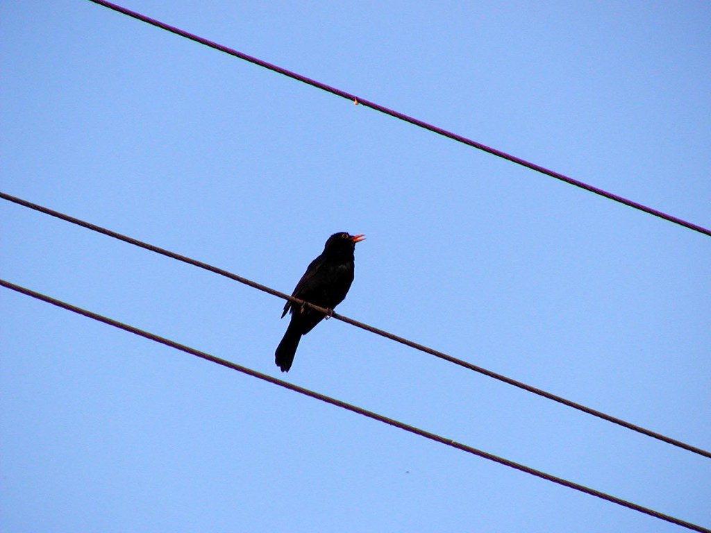 H012 Vögel in der Neuen Musik horch.xyz/h012/