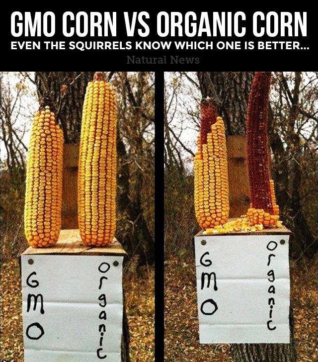HealthRanger's tweet photo. Even the squirrels know which one is better... #GMO #organic https://t.co/OkH2mCscOS