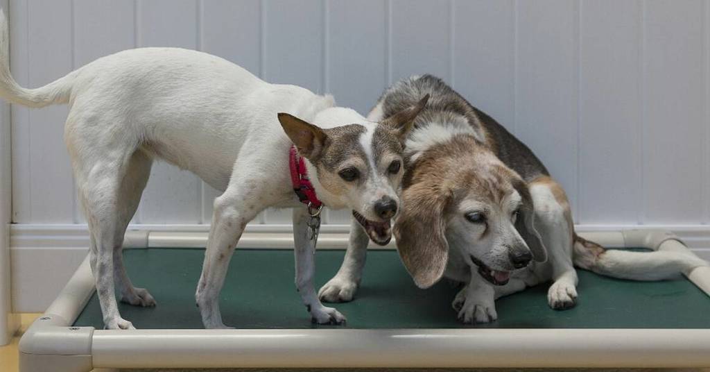 thebarkeley's tweet photo. Molly and Bailey poised for a fun-filled weekend. #dogs #thebarkeley #seniordogsrule #seniordogs #dogsofig #dogsog… https://t.co/uwxtuGhQqG https://t.co/CPp0BNxTNX